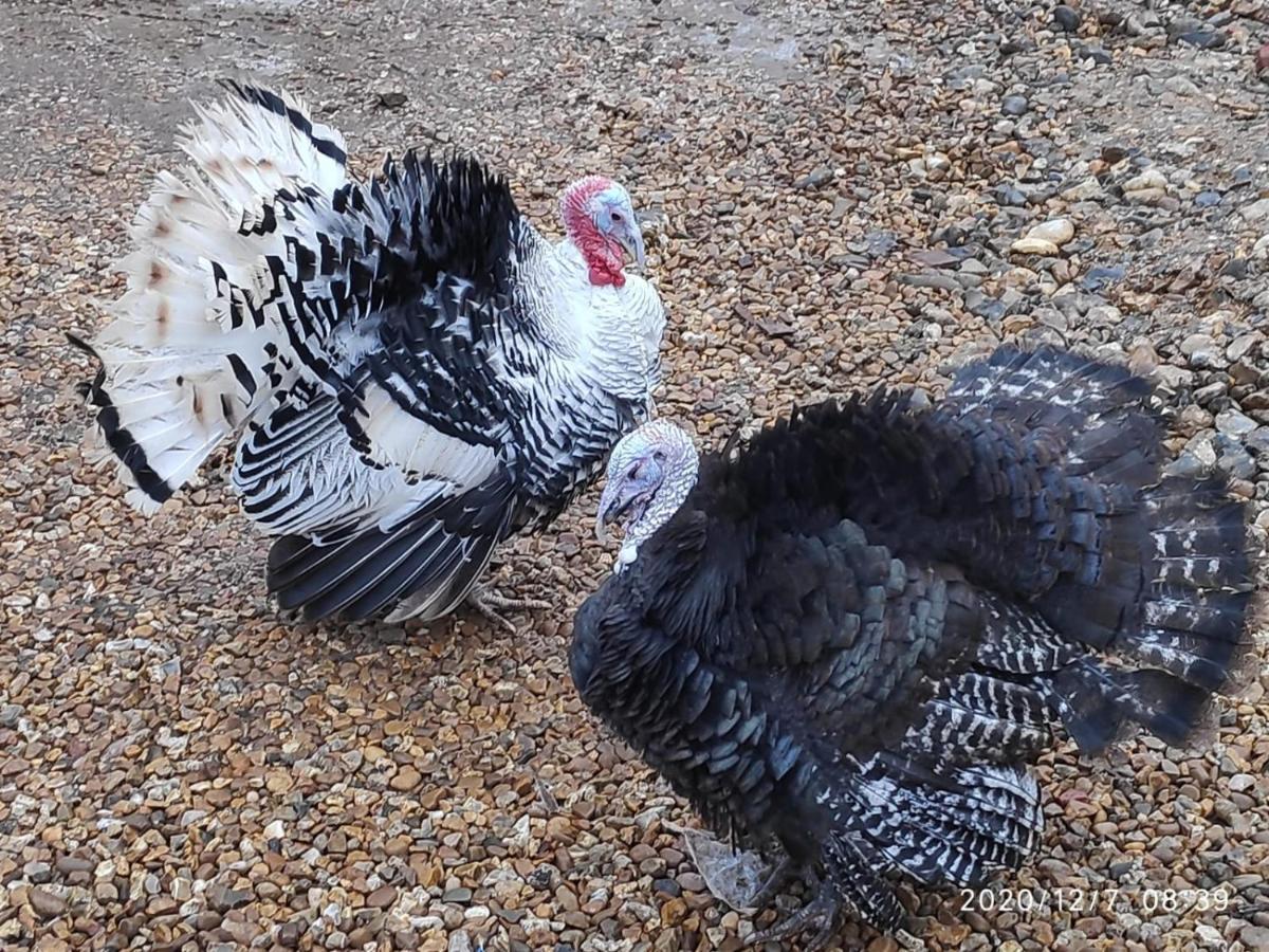 Saham ToneyLittleton Farm Barns别墅 外观 照片